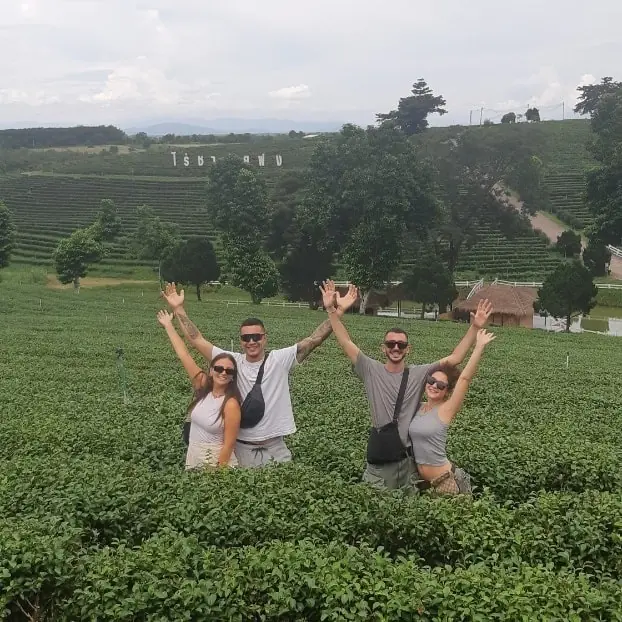 Choui Fong Tea Plantation Chiang Rai