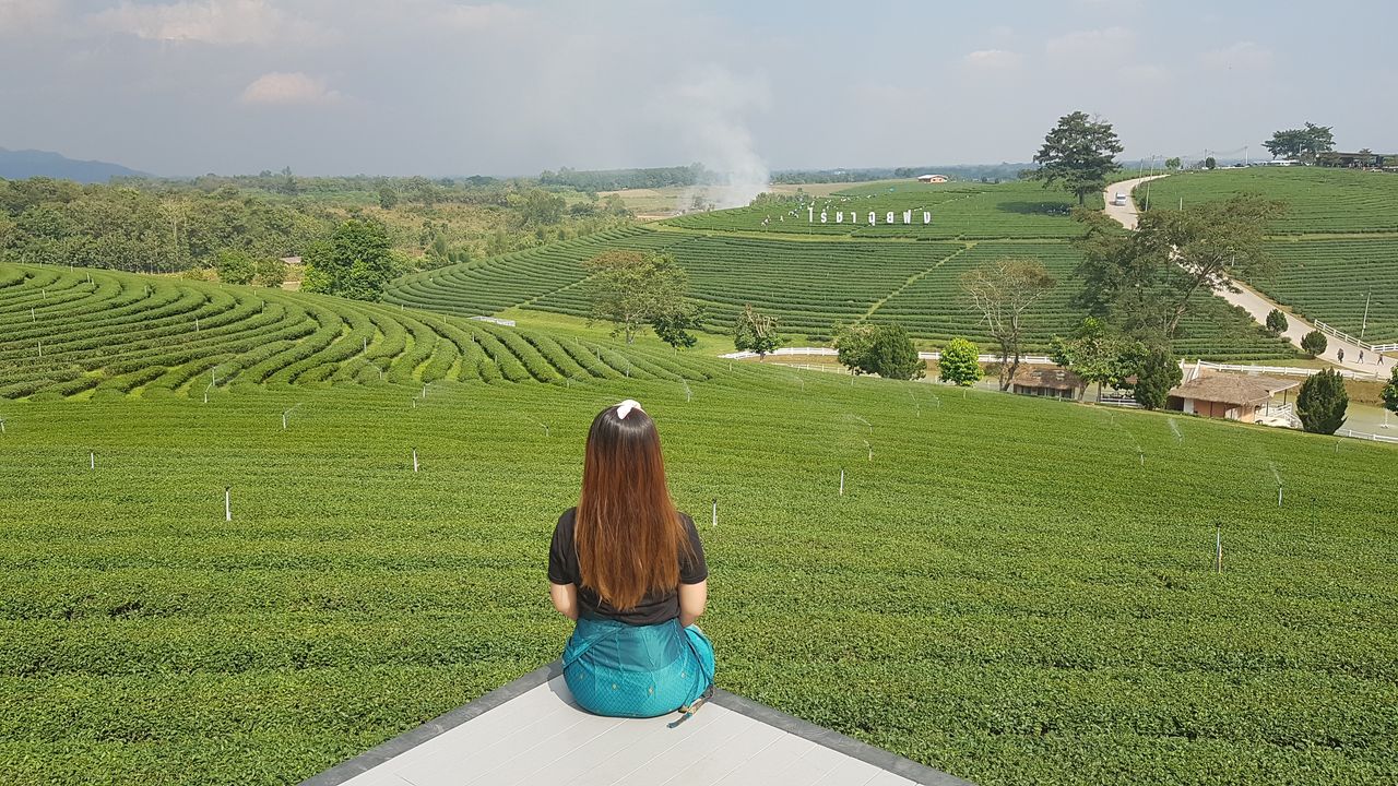 Choui Fong Tea Plantation Chiang Rai