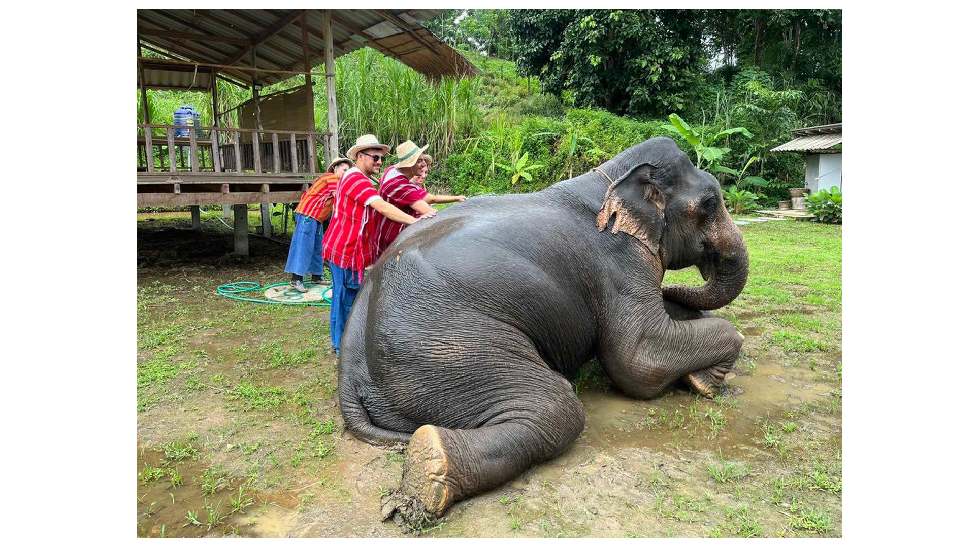 Feed and Cook for Elephants