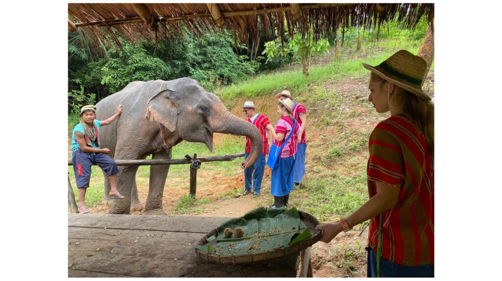 Feeding the elephants at Karen Ruammit, Chiang Rai